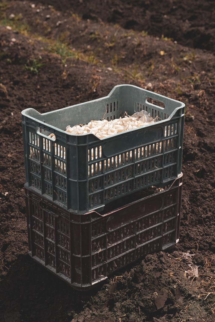 High angle view of stacked plastic crates filled with freshly harvested vegetables on a farm field.